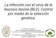 La infección con el virus de la leucosis bovina (BLV). Control por medio de la selección genética Dr. Eduardo N. Esteban Prof. de Virología FCV-UNCPBA