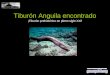 Tiburón Anguila encontrado ¡Tiburón prehistórico en pleno siglo XXI!