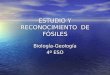 ESTUDIO Y RECONOCIMIENTO DE FÓSILES Biología-Geología 4º ESO