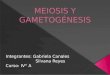 Dar a conocer y recordar los procesos de la meiosis y de la gametogénesis, como se forman en células haploide, recombinan sus genes etc