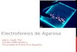 ELECTROFORESIS DE AGAROSA José A. Cardé, PhD Lab Biol 3306-Genética Universidad de Puerto Rico-Aguadilla
