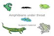 Amphibians under threat Support material. Distribution and threat Global diversity of amphibian species 