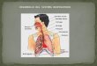 DESARROLLO DEL SISTEMA RESPIRATORIO. Desarrollo de la Laringe: El epitelio interno de la laringe se desarrolla a partir del endodermo del extremo craneal