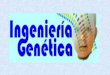 ÍNDICE Aplicaciones de la ingeniería genética: –aplicaciones básicas –aplicaciones médicas –aplicaciones industriales Investigación sobre el genoma humano