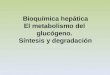 Bioquímica hepática El metabolismo del glucógeno. Síntesis y degradación