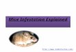 Mice Infestation Explained