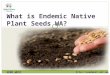 What Is Endemic Native Plant Seeds WA?