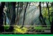 韩国自然休养林 的 发展 历程 大邱大学李周熙