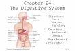 Chapter 24 The Digestive System
