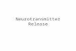 Neurotransmitter Release