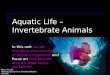 Aquatic Life – Invertebrate Animals