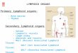 Prim a r y  lymphoid organs : -  B one marrow -  T hymus