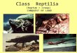 Class  Reptilia  (Reptum = creep)  CONQUEST OF LAND