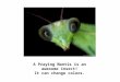 A Praying Mantis is an awesome insect! It can change colors