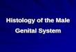 Histology of the Male Genital System
