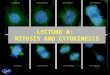 LECTURE 8:  MITOSIS AND CYTOKINESIS