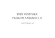 EFEK BIOFISIKA  PADA MEMBRAN CELL