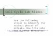 Cell Cycle Lab Slides