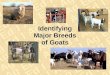 Identifying Major Breeds of Goats