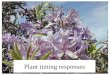 Plant timing responses