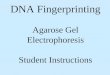 DNA Fingerprinting Agarose Gel Electrophoresis Student Instructions
