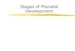 Stages of Prenatal Development
