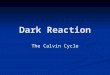 Dark Reaction