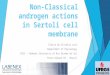 Non-Classical androgen actions in  Sertoli  cell membrane
