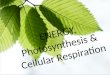 ENERGY, Photosynthesis &  Cellular Respiration