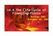 14.4 The Life Cycle of Flowering Plants