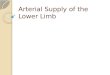 Arterial Supply of the Lower Limb