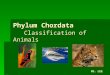 Phylum  Chordata Classification of Animals