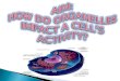 AIM: HOW DO ORGANELLES  IMPACT  A CELL’S ACTIVITY?