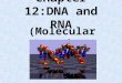 Chapter 12:DNA and RNA
