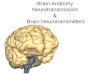 Brain Anatomy Neurotransmission &  Brain Neurotransmitters