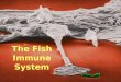The Fish Immune System
