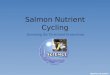 Salmon Nutrient Cycling