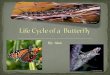 Life Cycle of a  Butterfly