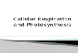 Cellular Respiration and Photosynthesis