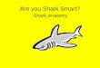 Are you Shark Smart?