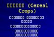 à¸à¸±à¸à¸‍à¸·à¸ ( Cereal Crops )