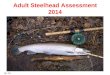 Adult Steelhead Assessment    2014