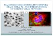 Major Histocompatibility Complex - Class I HLA-A2  and Presentation of HERPES Viral Peptides
