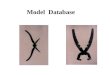 Model  Database