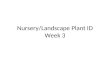 Nursery/Landscape Plant ID Week 3