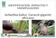 IDENTIFICACION, IMPACTOS Y MANIPULACION Achatina fulica   Caracol gigante africano