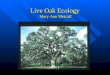 Live Oak Ecology  Mary Ann Metcalf