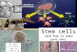 Stem cells  (and how to make your own)