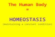 The Human Body =