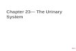 Chapter 23— The Urinary System